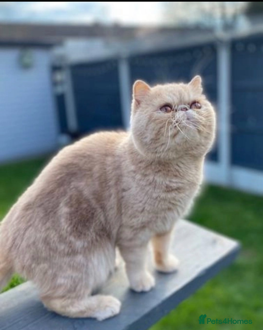 Exotic cats for sale: Gorgeous Golden Exotic Girl - Advert 13