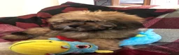 Shihpoo dogs for sale: shihpoo puppies for sale  - Advert 19