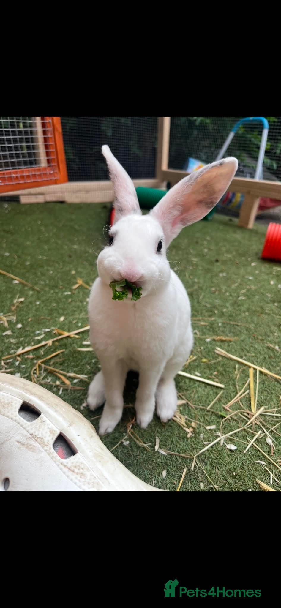 Mixed Breed rabbits Rabbit for rehoming - Advert 9
