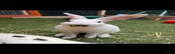 Mixed Breed rabbits for sale: Rabbit for rehoming - Advert 1