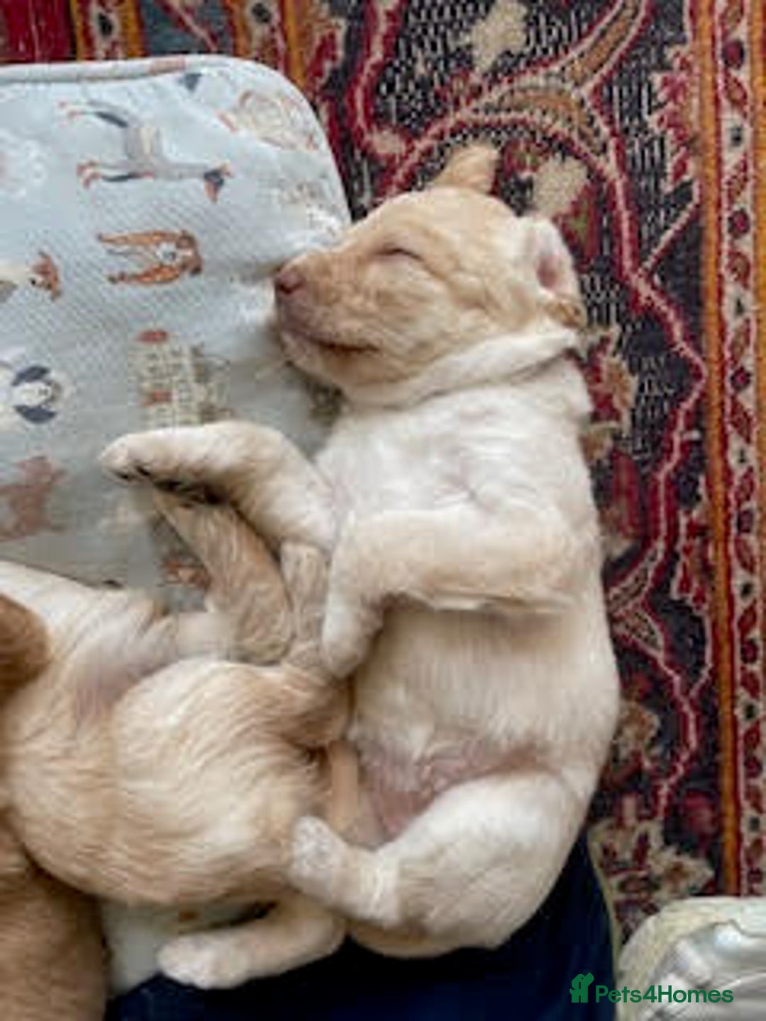 Labradoodle dogs for sale: Lily's Mini's - Multigen Mini Labradoodle Puppies - Image 36
