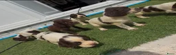 Cocker Spaniel dogs for sale: Cocker spaniel  in Llanelli - Advert 6