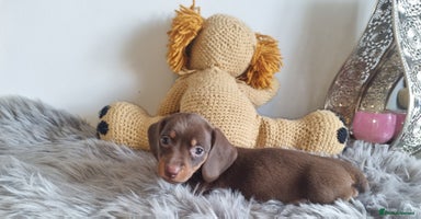 Miniature Dachshund dogs - Advert 8