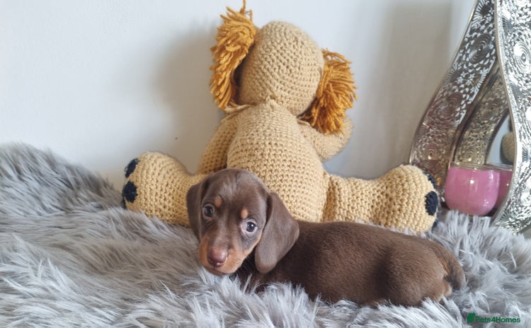 Miniature Dachshund dogs - Advert 14