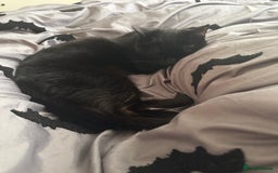 Domestic Shorthair cats for sale: 5 year old black cat Phoebe  - Image 3