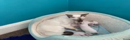 Siamese cats for sale: Lilac point & chocolate point kittens  in Leicester - Advert 11