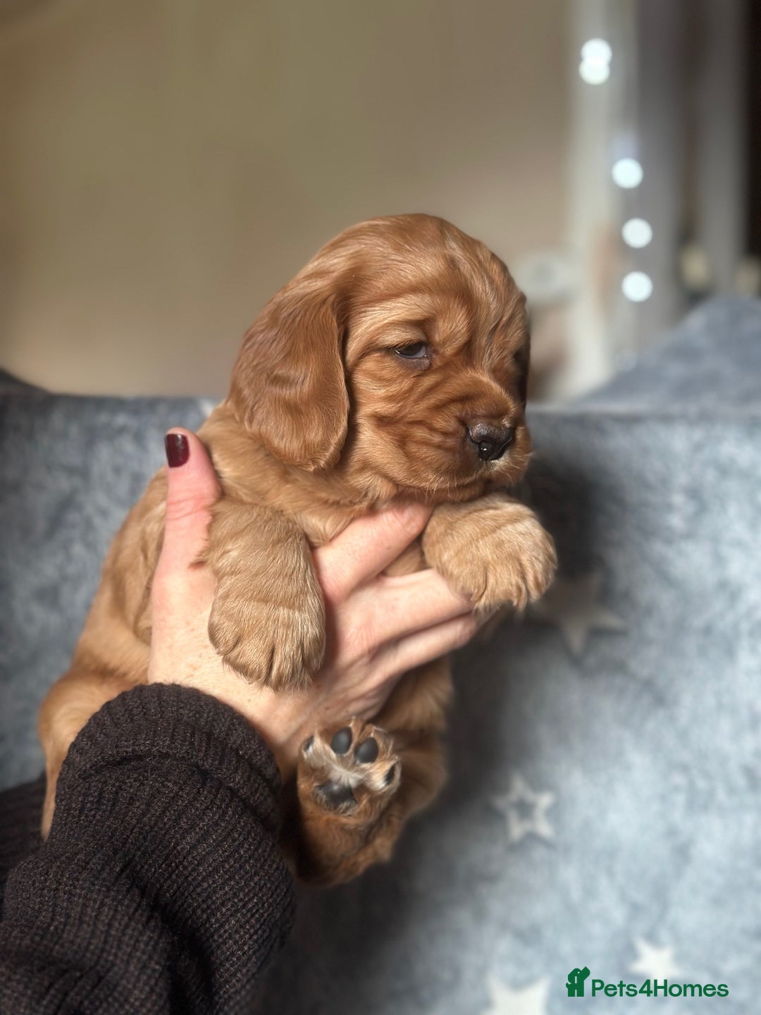 Mixed Breed dogs for sale: Golden Red Cockalier Puppies 1x boy 1x girl  - Advert 9