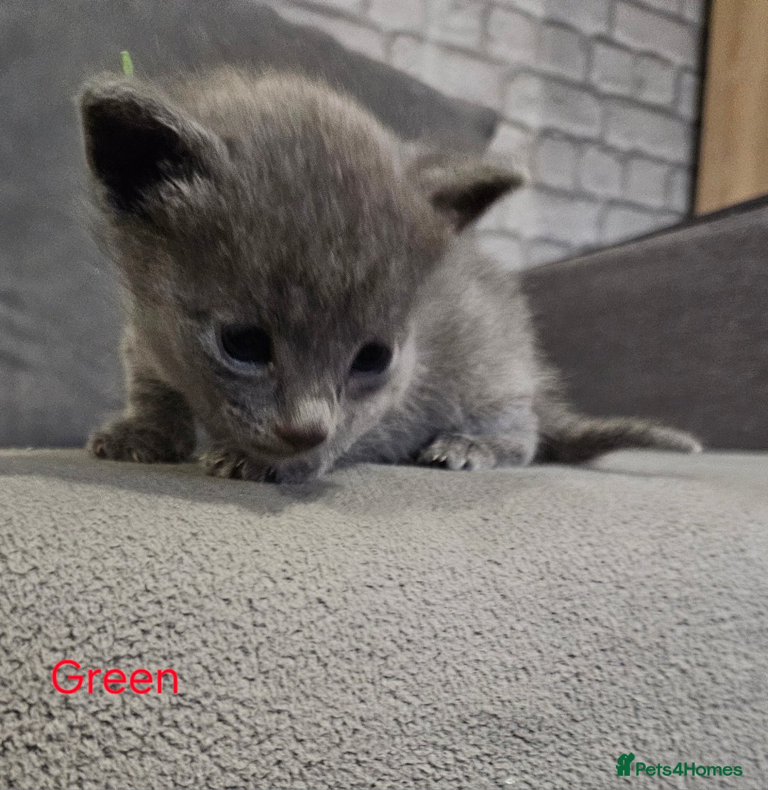 Russian Blue cats for sale: 🐾 last two girls Russian Blue Kittens 🐾 - Advert 11