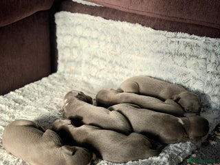 Whippet dogs Blue Kennel Club Registered Whippet puppies - Advert 1