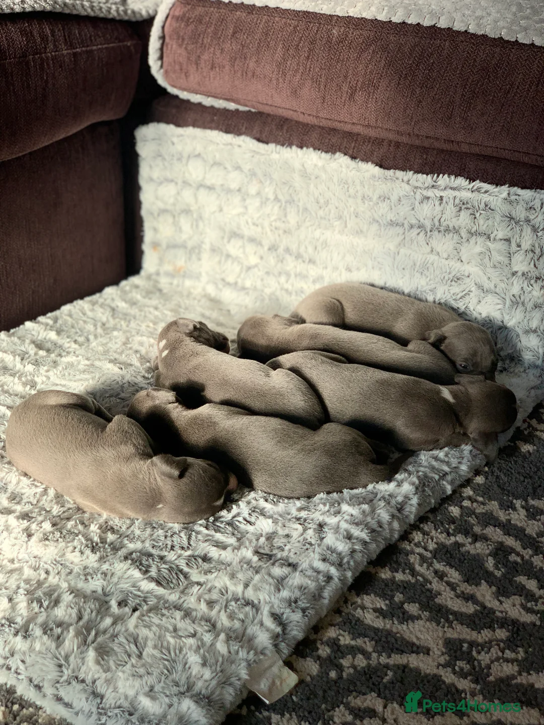 Whippet dogs for sale: Blue Kennel Club Registered Whippet puppies  - Advert 4