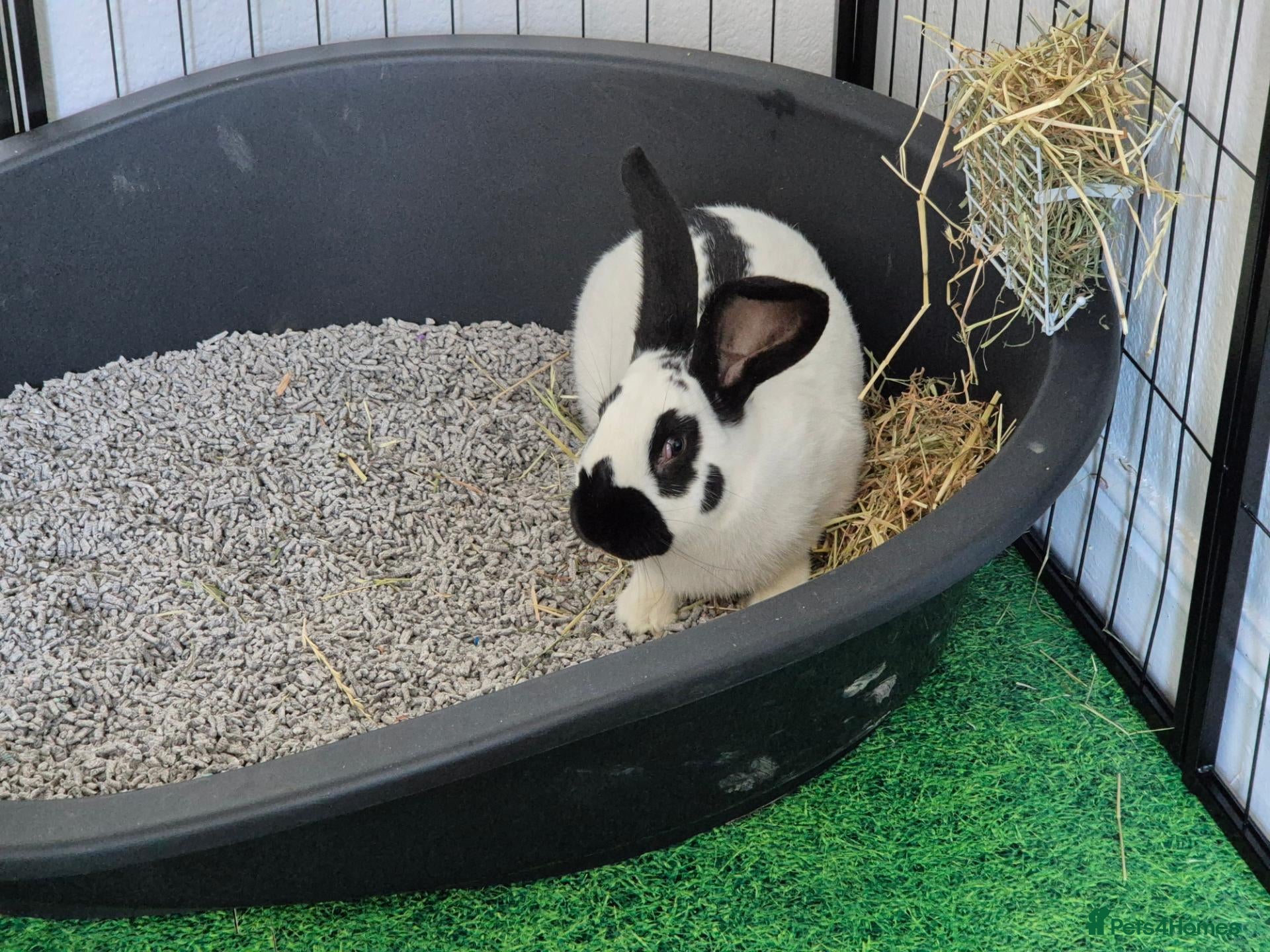 Giant Papillon rabbits Baby male giant papillon - Advert 2