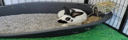 Giant Papillon rabbits for sale: Baby male giant papillon - Advert 1