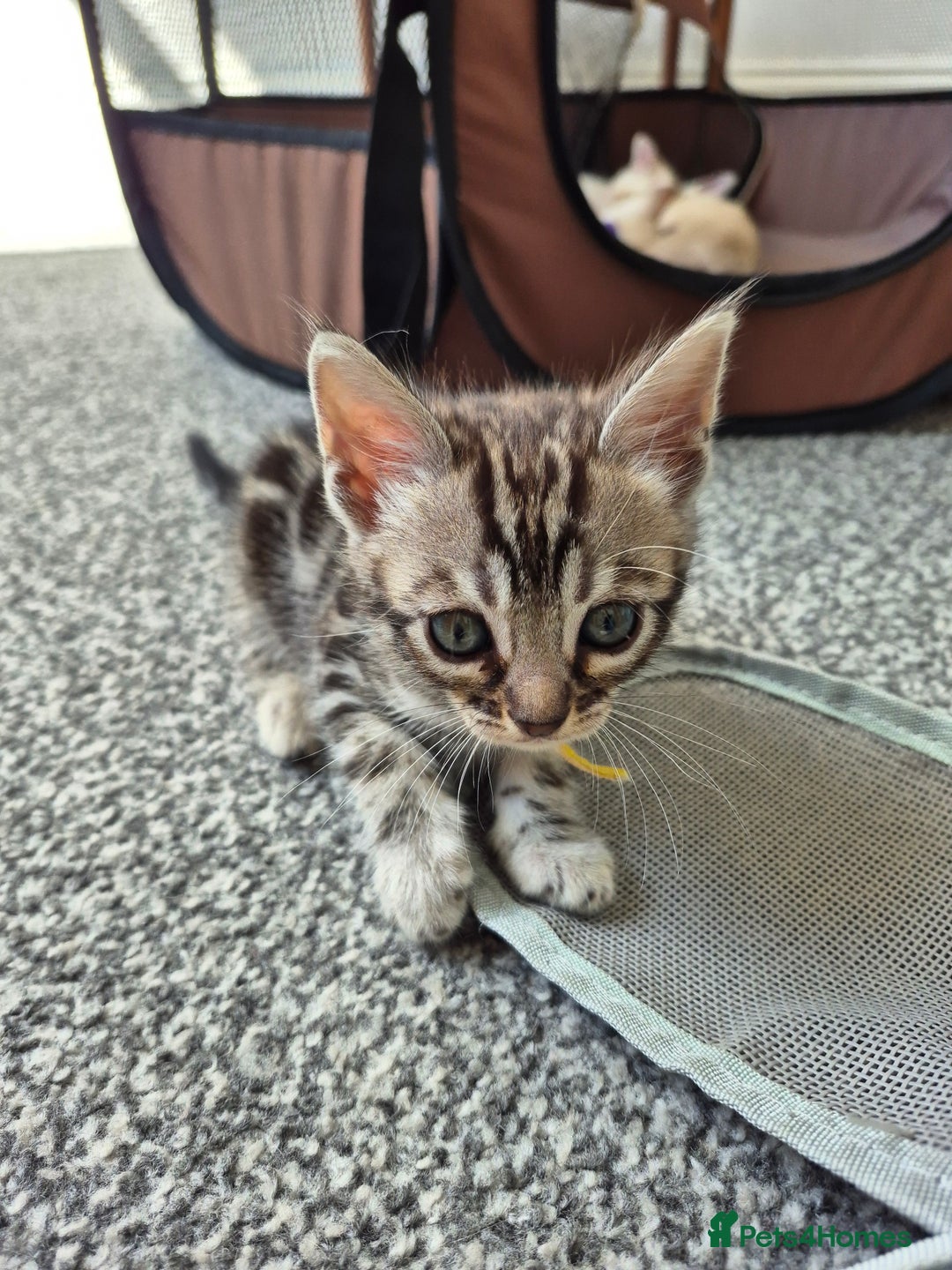 Bengal cats for sale: TICA large/clouded rosettes snow bengal kittens  - Image 15