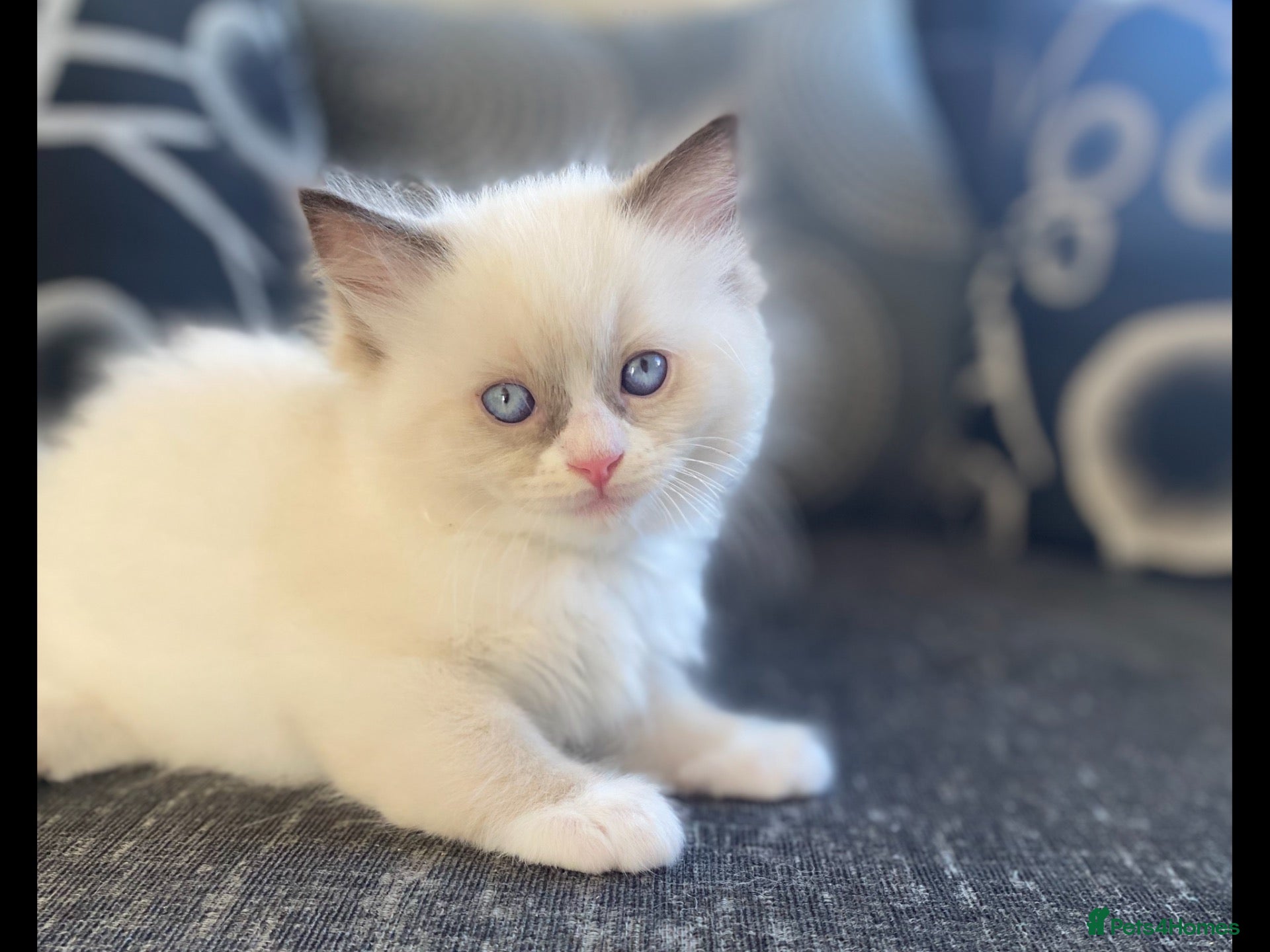 Ragdoll cats 100% Fully Traceable ragdoll kitten for sale - Advert 4