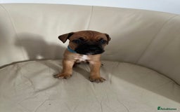 Mixed Breed dogs for sale: Cane Corso/boxer X Dogue de Bordeaux  - Image 16