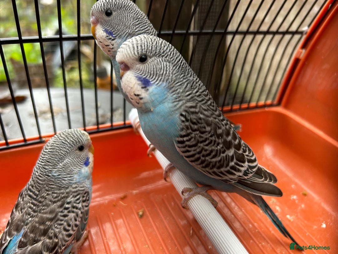Budgerigars birds for sale: Budgies for Sale, all in good health  - Advert 24