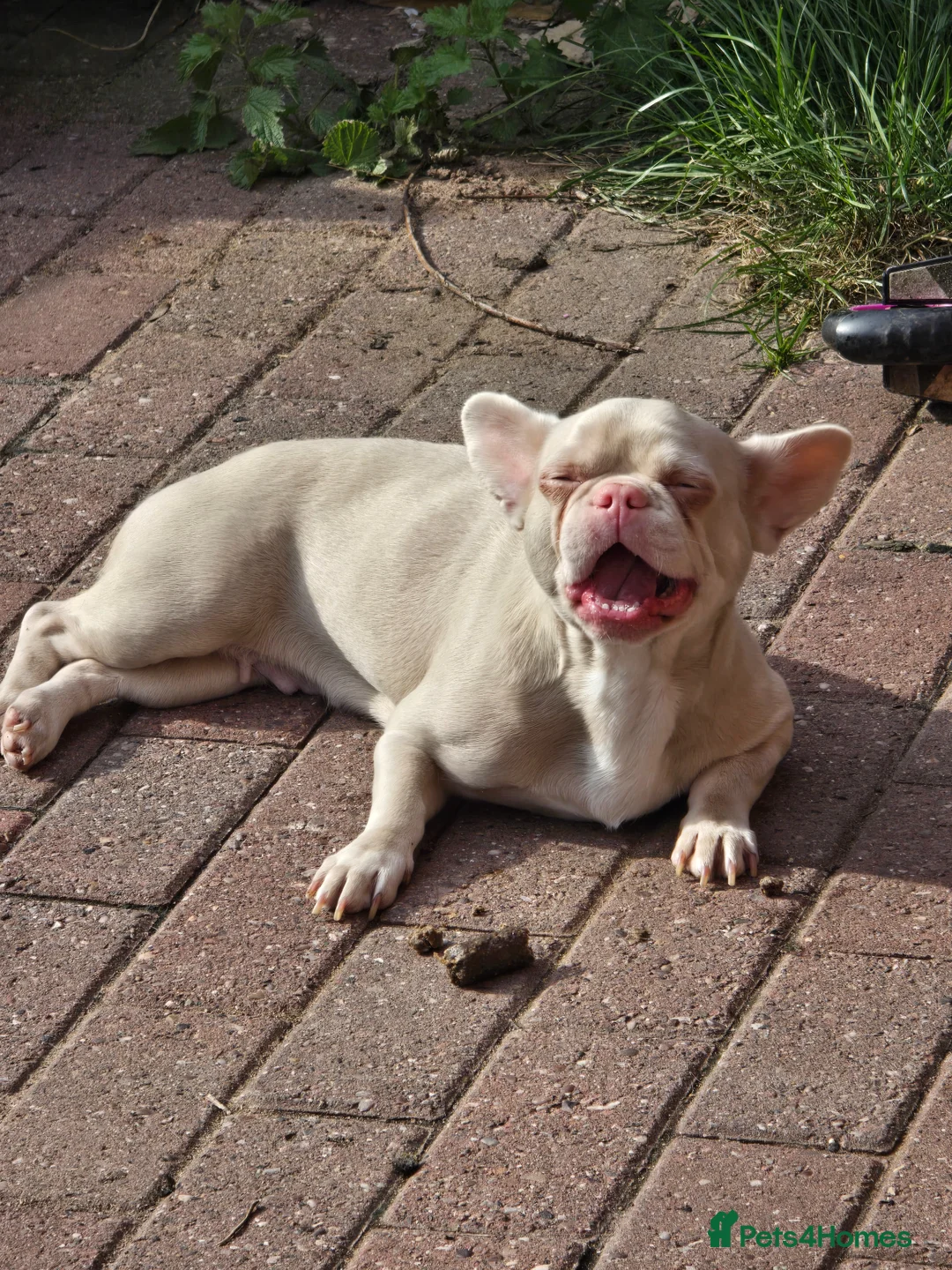 French Bulldog dogs for sale: 2 Year Old Champagne Frenchie £100 ONO - Advert 3