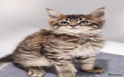 Maine Coon cats for sale: TICA registered Giant Maine coon   - Image 5