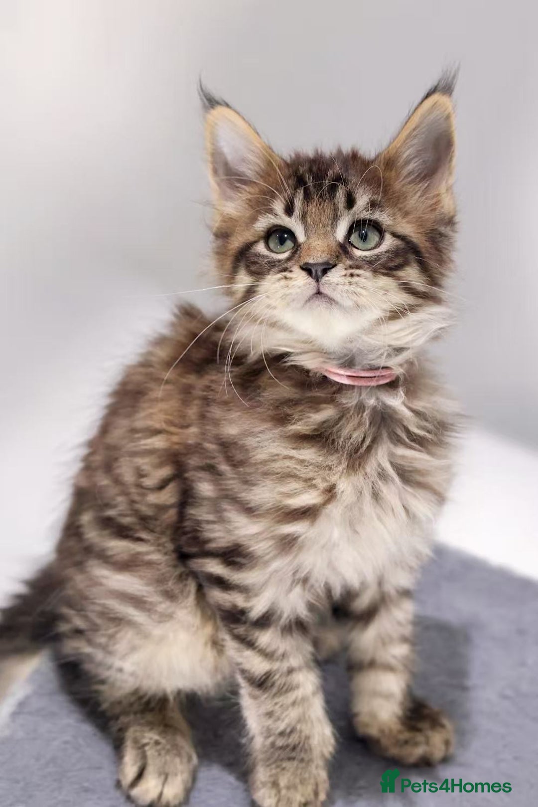 Maine Coon cats for sale: TICA registered Giant Maine coon   - Image 5