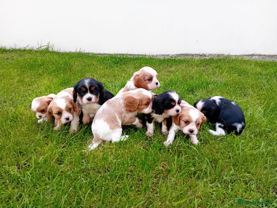 Cavalier King Charles Spaniel dogs for sale: Beautiful king charles puppies - Image 6