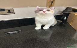 British Shorthair cats for sale: Lilac,Blue,BiColours & Colourpoint Registered  - Image 33