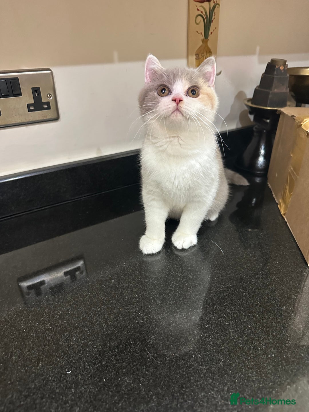 British Shorthair cats for sale: Lilac,Blue,BiColours & Colourpoint Registered  - Image 33