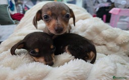 Miniature Dachshund dogs for sale: Miniature dachshunds  - Image 21