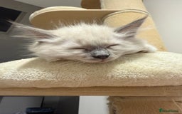 Ragdoll cats for sale: Adorable Pedigree Ragdoll Kittens Available 🐾 - Image 24