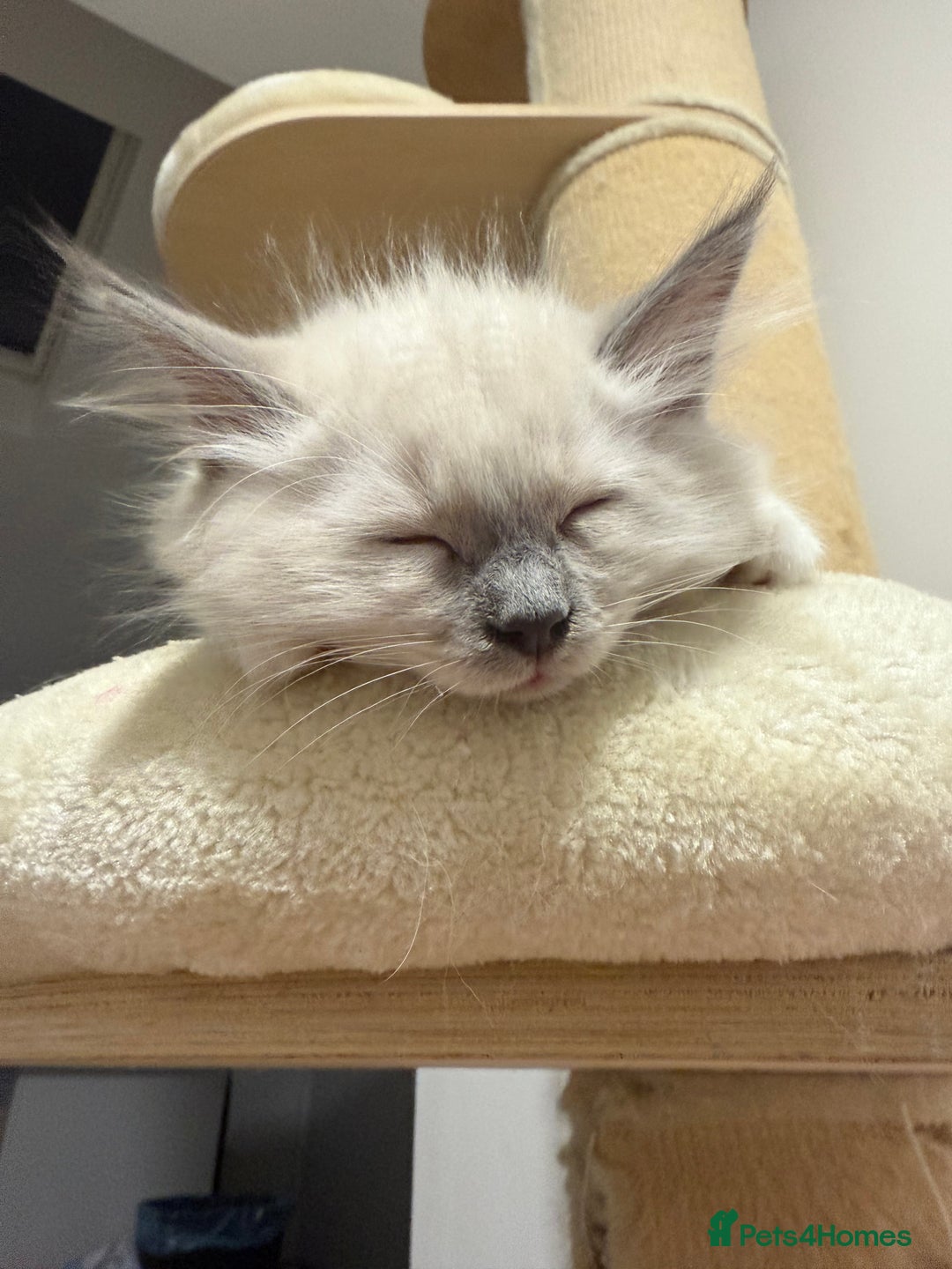 Ragdoll cats for sale: Adorable Pedigree Ragdoll Kittens Available 🐾 - Image 24