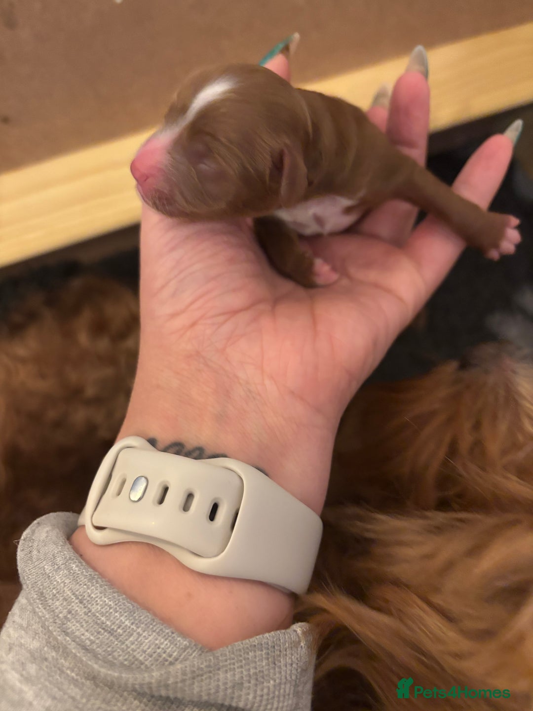 Cavapoo dogs for sale: Cavapoo F1B - Advert 7