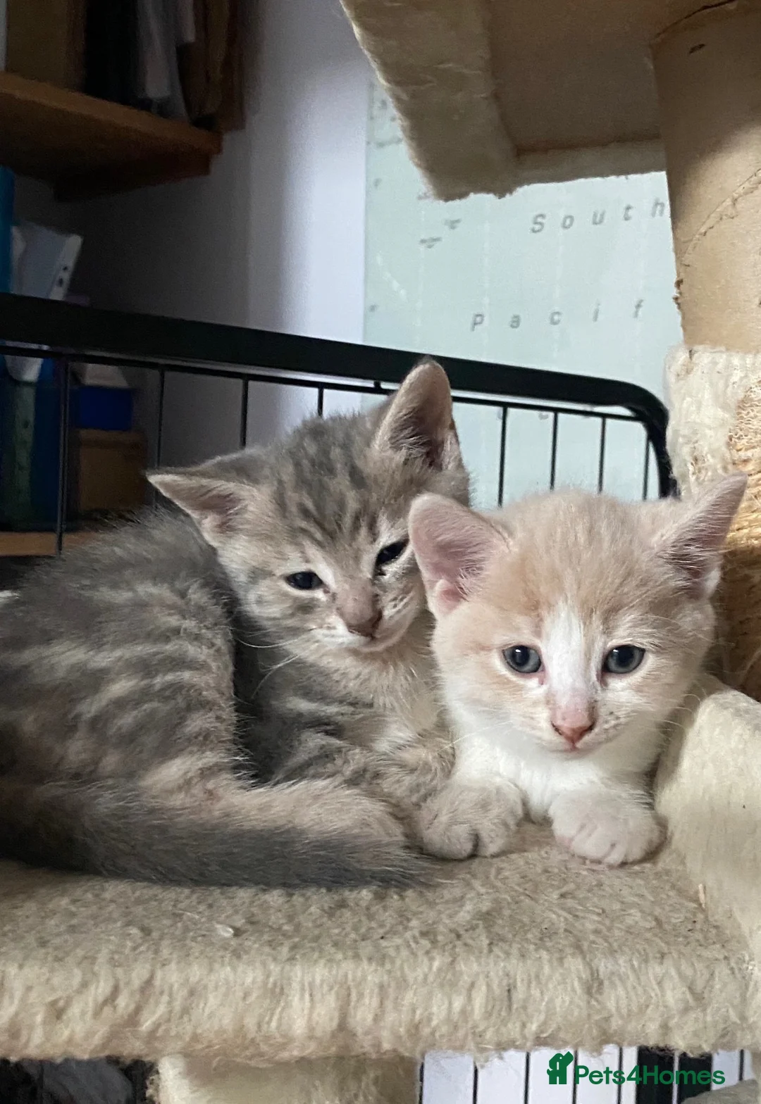 Mixed Breed cats for sale: Beautiful Kittens - Advert 12
