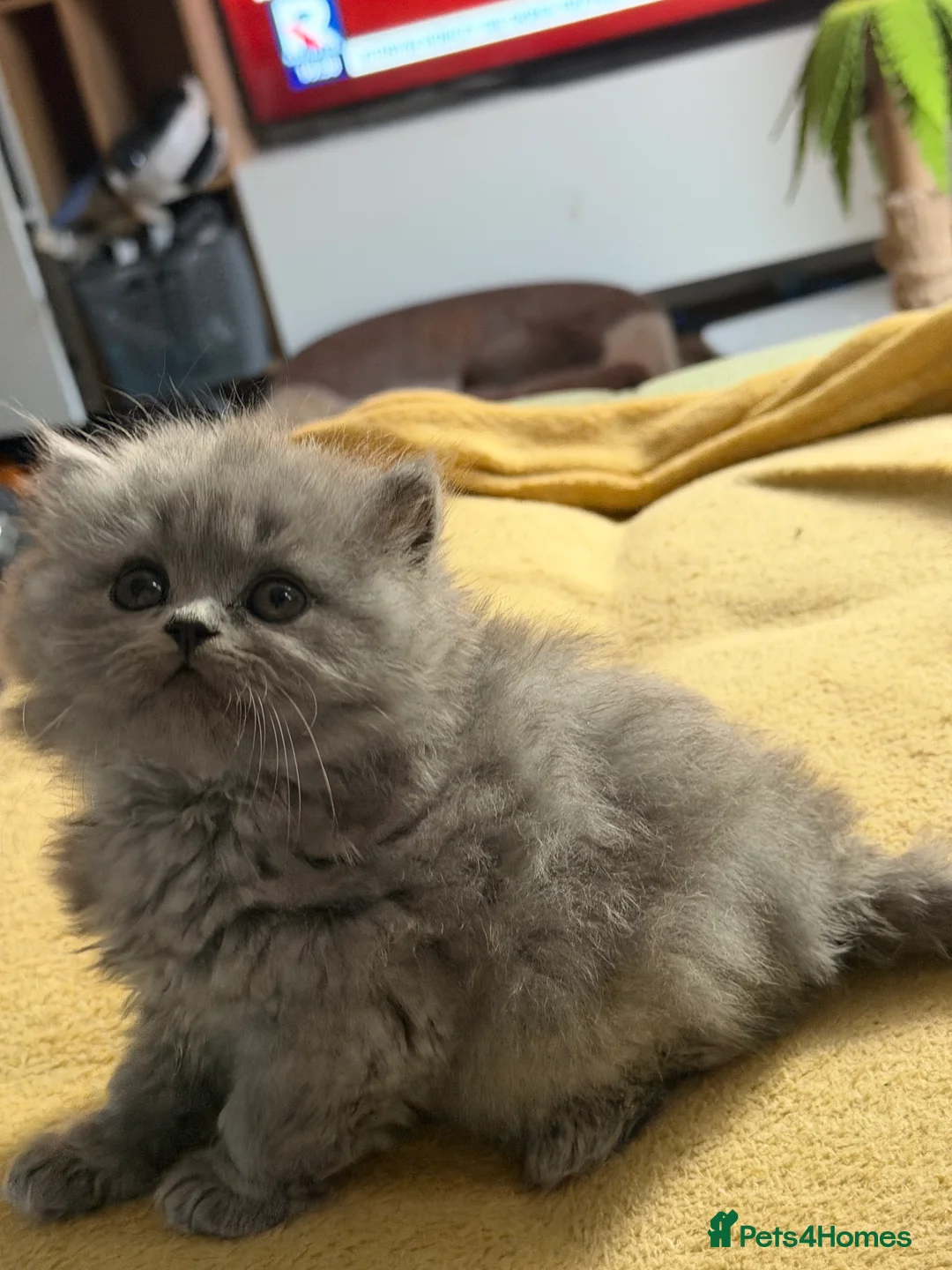 British Longhair cats for sale: Incredible BLH kittens GCCF registered  - Advert 2