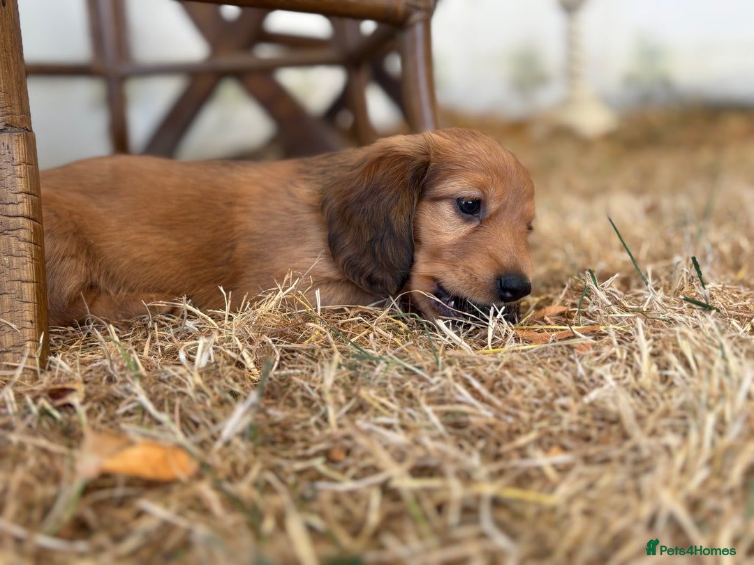 Dachshund dogs for sale: 2 American Red Long Haired Dachshund Puppies - Image 26