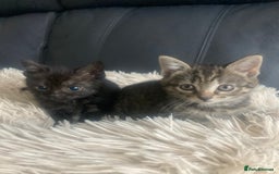 Brazilian Shorthair cats for sale: Adorable Kittens ready to go - Image 4
