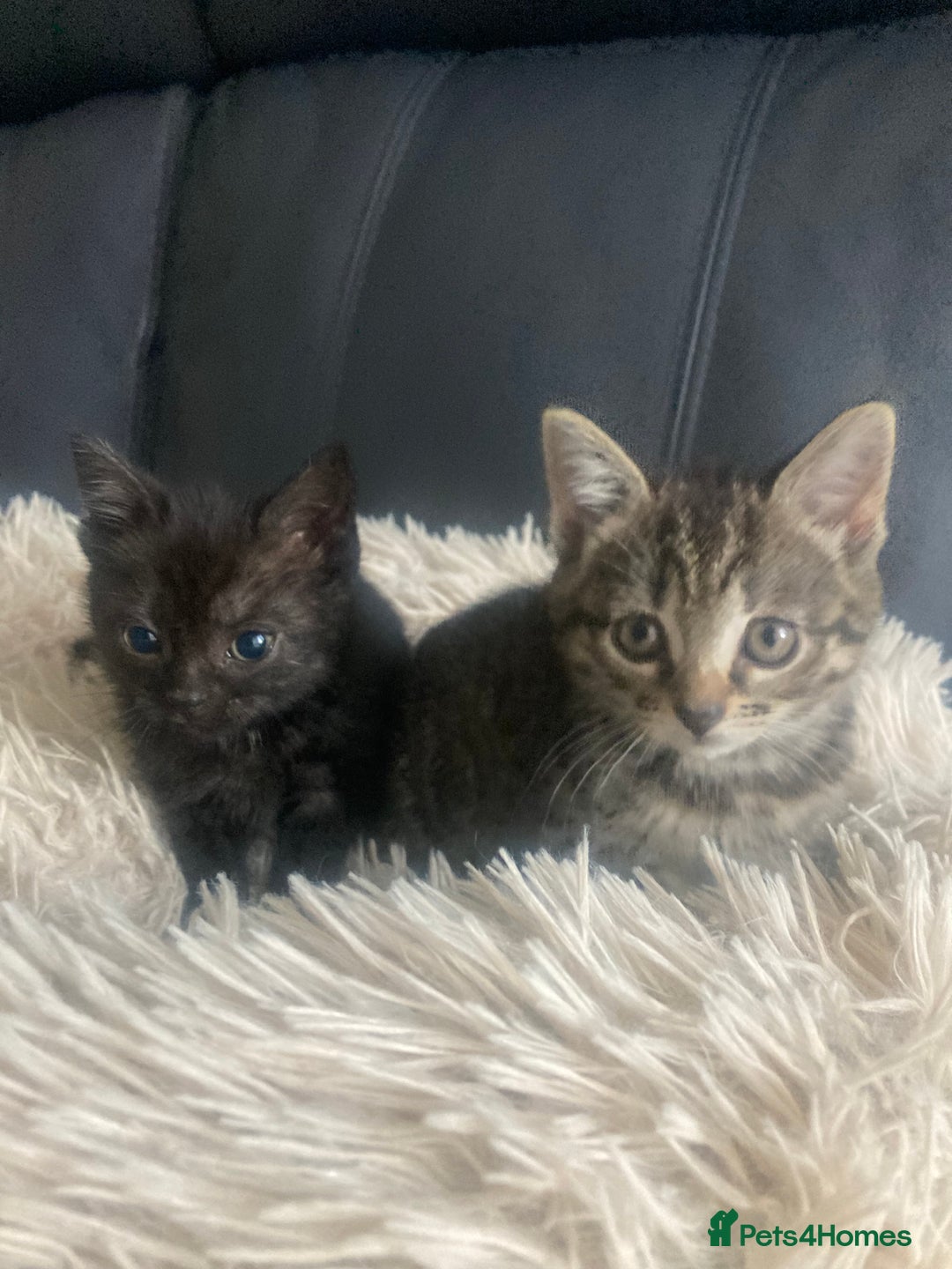 Brazilian Shorthair cats for sale: Adorable Kittens ready to go - Image 4
