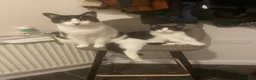 Domestic Shorthair cats for sale: Pair of Tuxedos (2 years old) - Advert 14