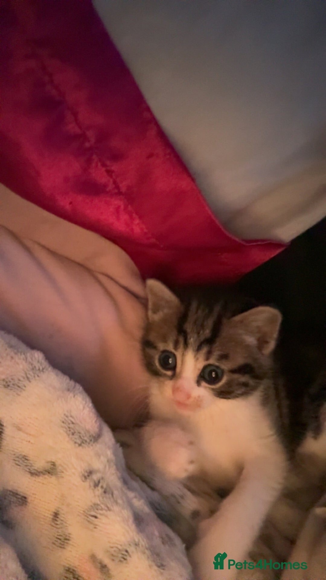 Mixed Breed cats for sale: Five tabby shorthair and longhair kittens - Advert 24