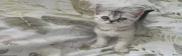 Scottish Fold cats for sale: Lovely kittens looking for new family 😻 - Advert 21