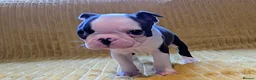 Boston Terrier dogs for sale: Adorable KC reg Boston Puppies  - Advert 8