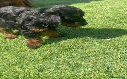 Doxiepoo dogs for sale: Doxiepoos - Image 6