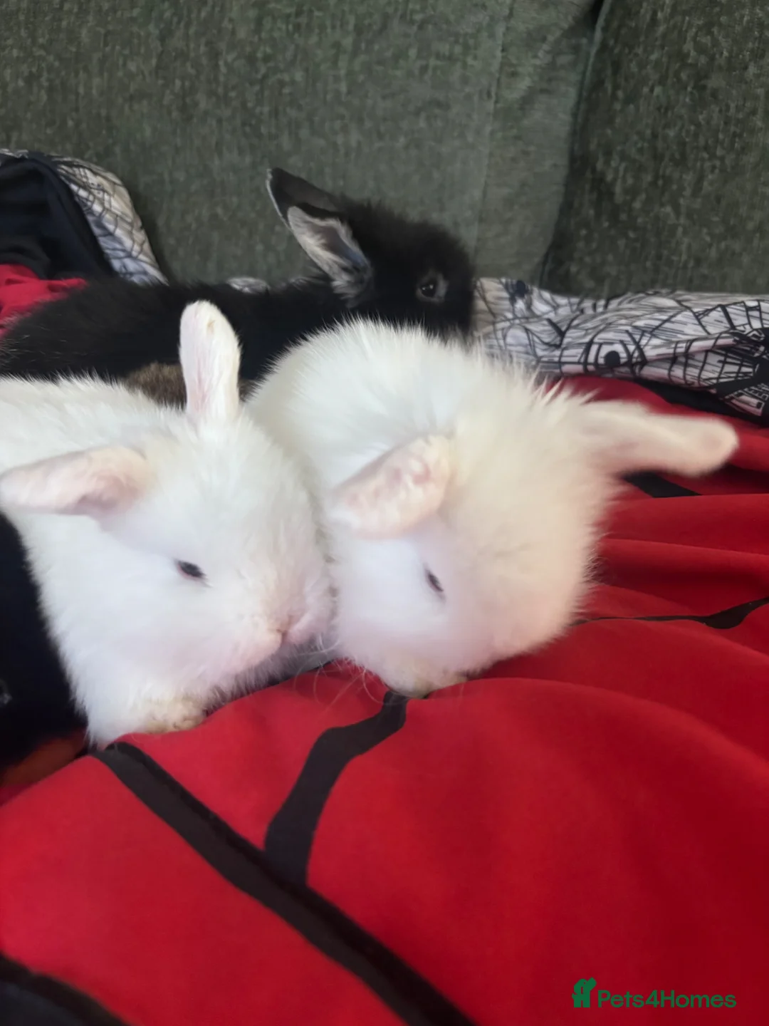 Mixed Breed rabbits for sale: Baby rabbits in Burton-on-Trent - Advert 2