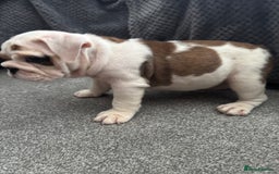 English Bulldog dogs for sale: KC Registered English Bulldog Puppies - Image 14