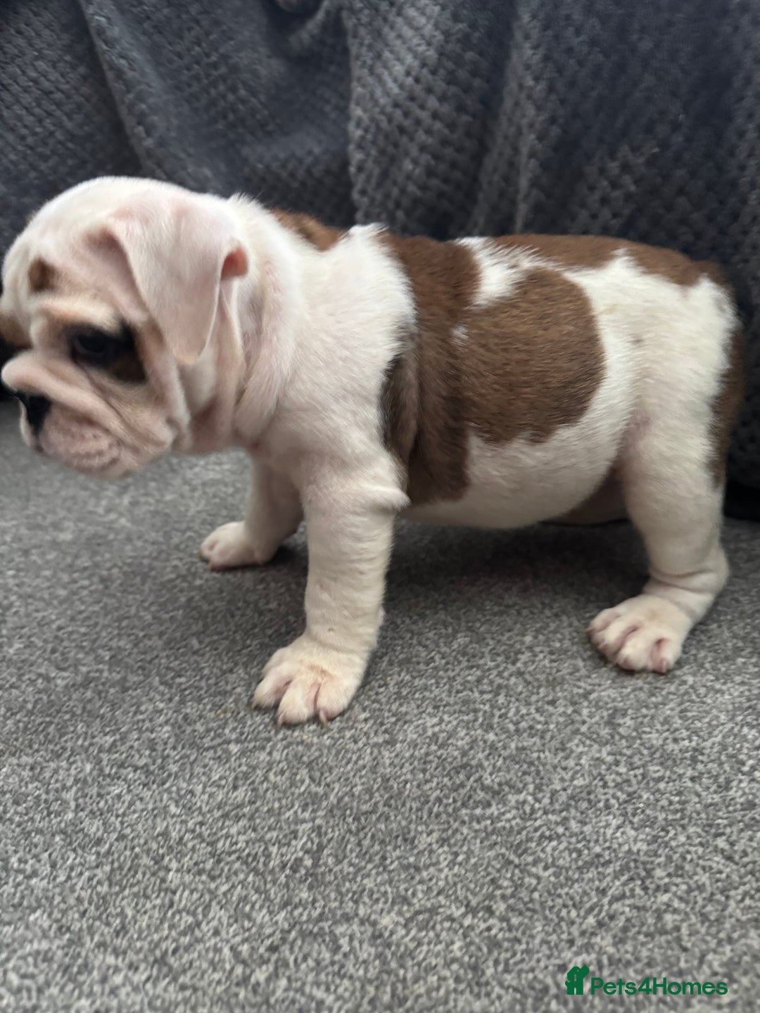 English Bulldog dogs for sale: KC Registered English Bulldog Puppies - Image 14