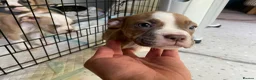 Mixed Breed dogs for sale: Family Raised Bulldog x Boxer Puppies Ready :))) in Bideford - Advert 24