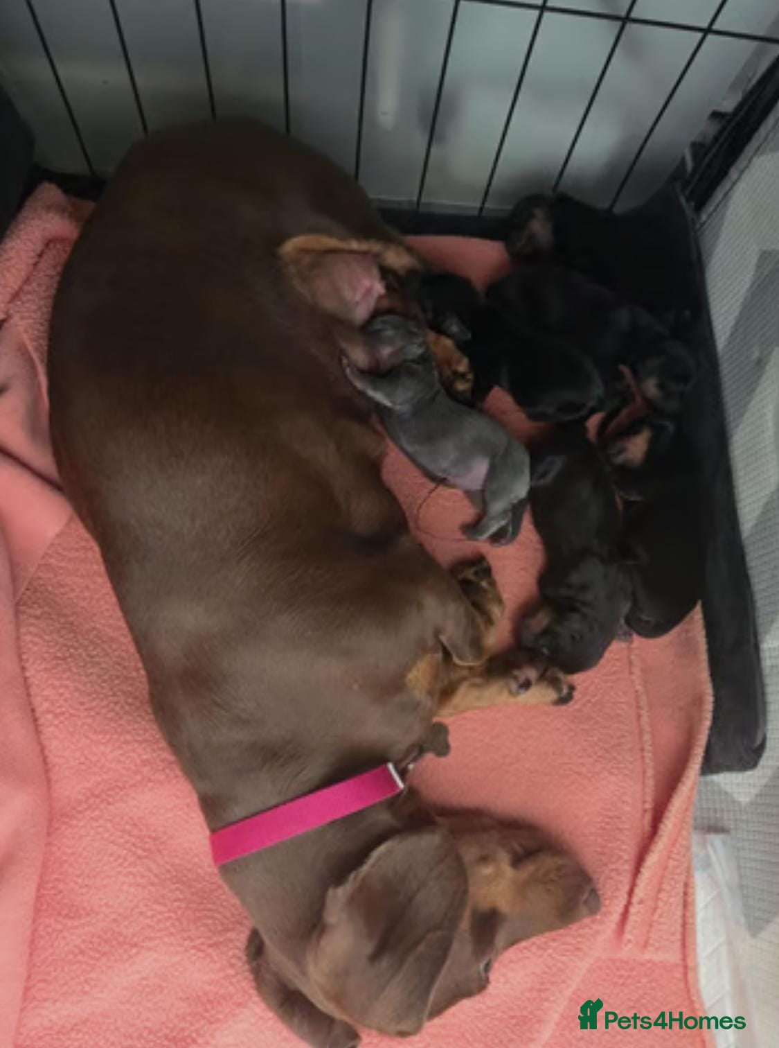 Miniature Dachshund dogs AWESOME MINIATURE PUPPIES - Advert 14