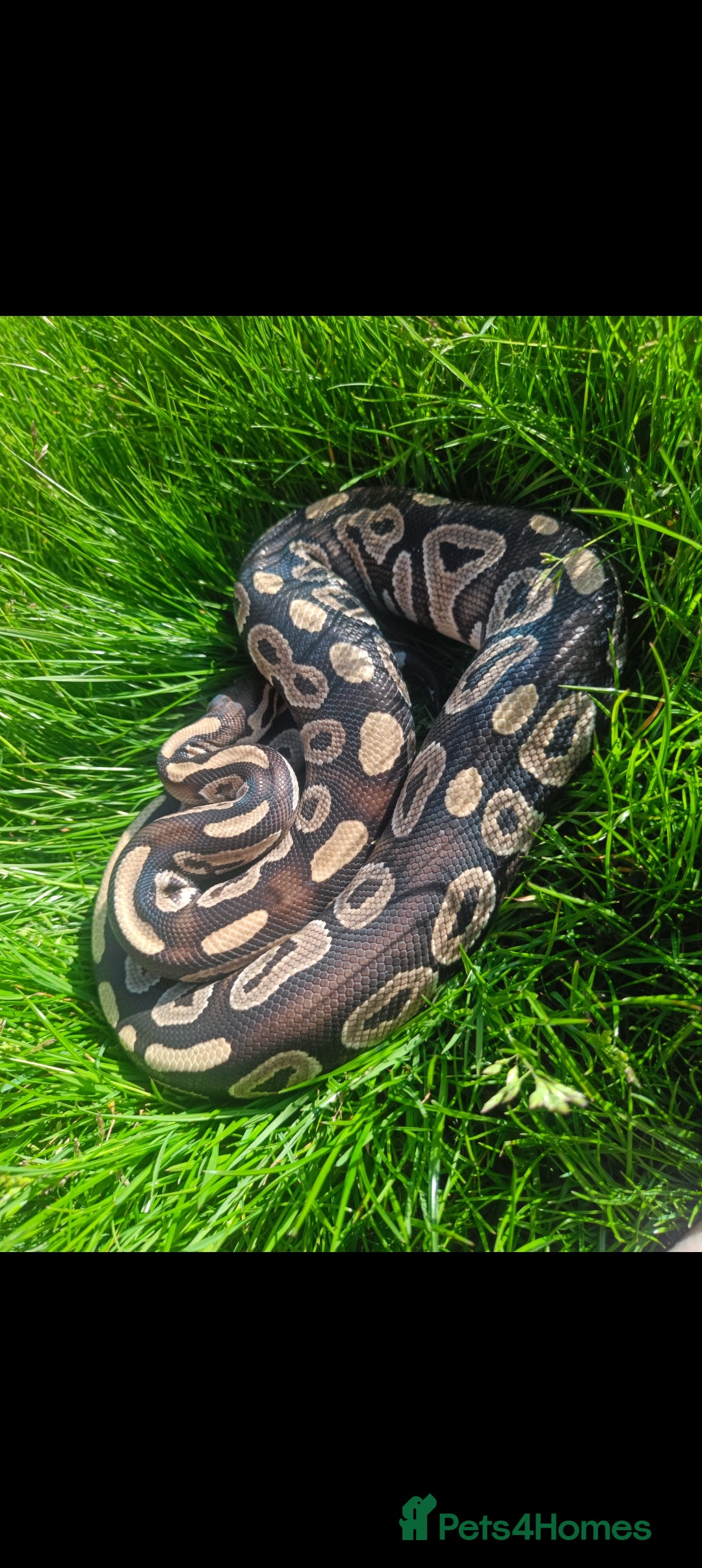 Snake reptiles Ball python full setup  - Advert 13