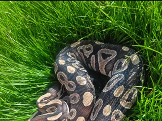 Snake reptiles Ball python full setup - Advert 8
