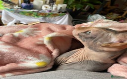 Sphynx cats for sale: Sphynx female 2 years old intact  - Image 2