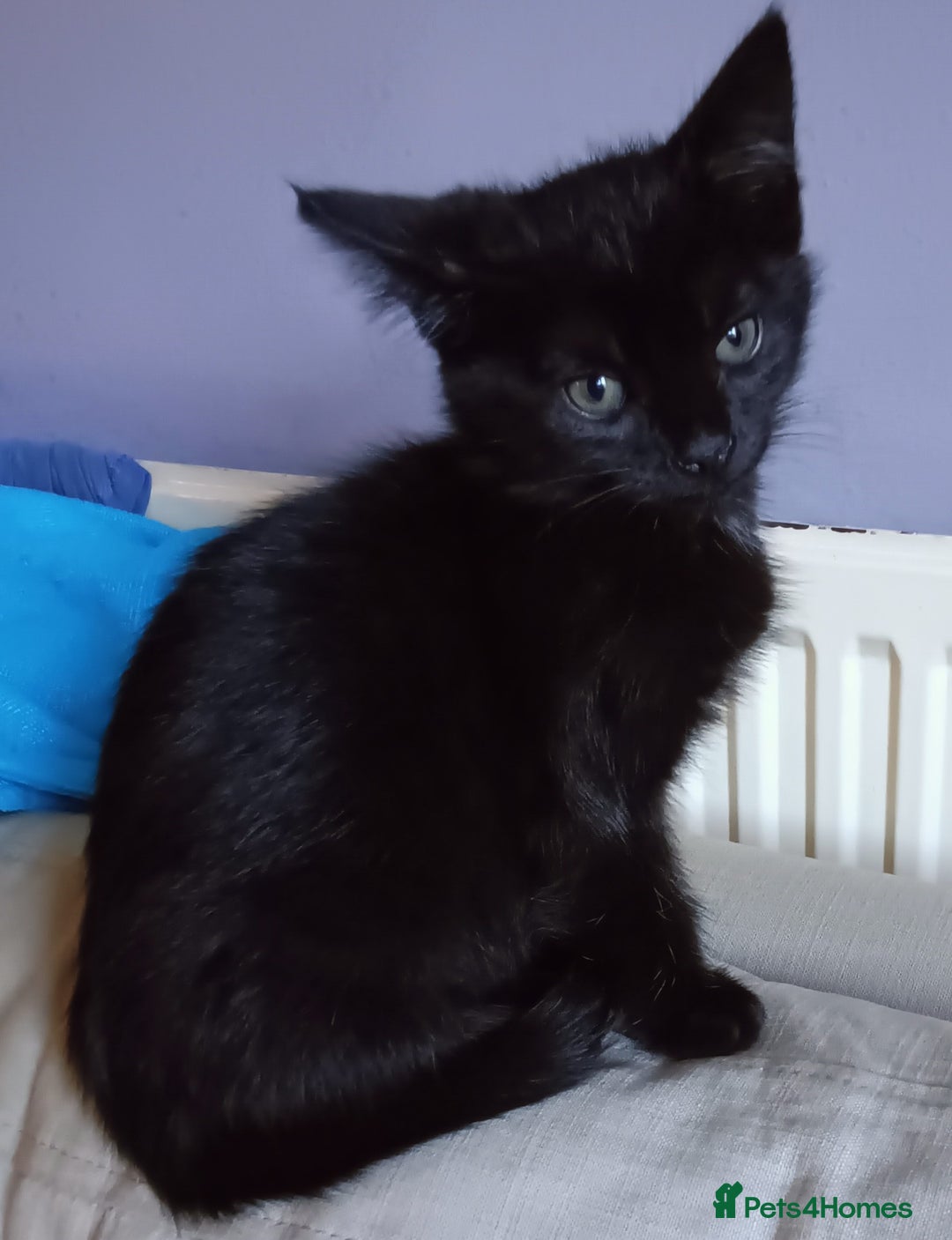 Mixed Breed cats for sale: Beautiful smiley kittens  - Image 18