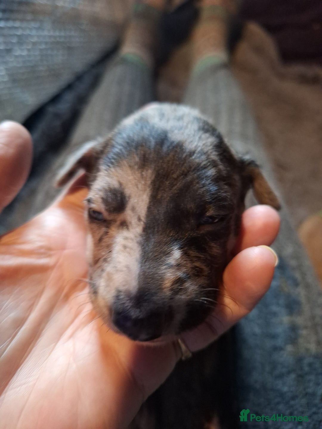 Lurcher dogs for sale: Really Now saluki Lurcher  - Advert 26